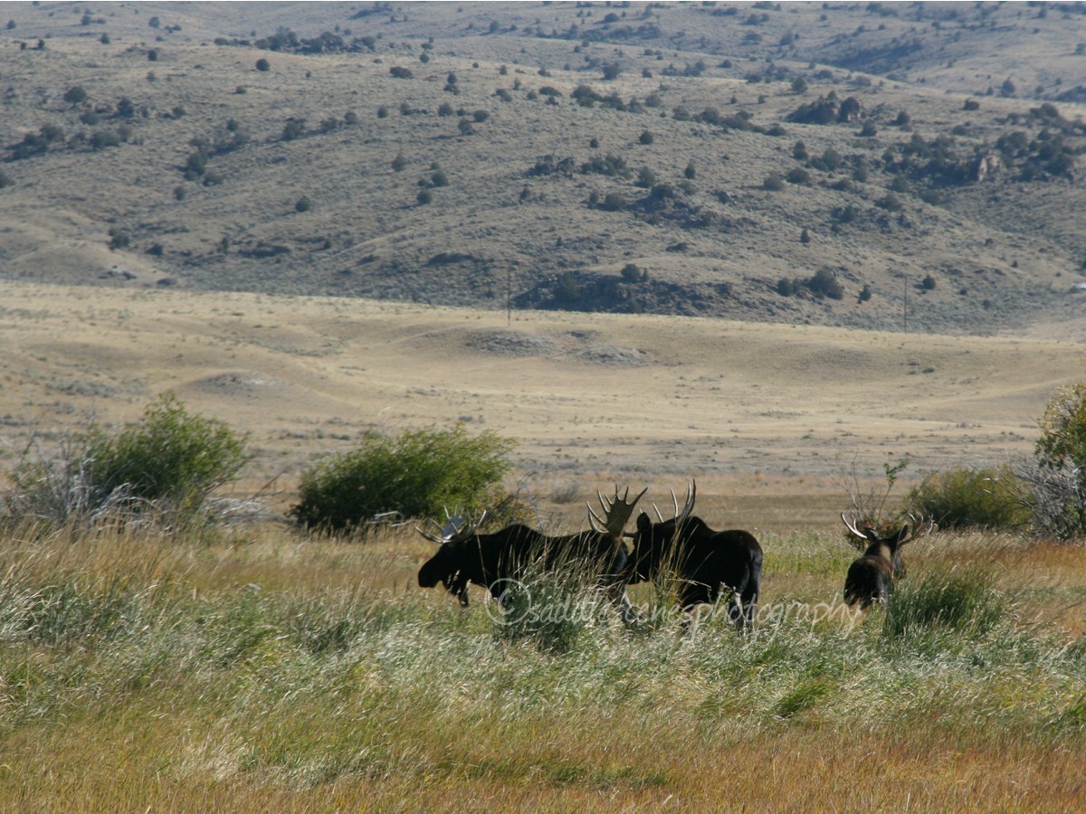 Bull Moose in winter-grazed pasture