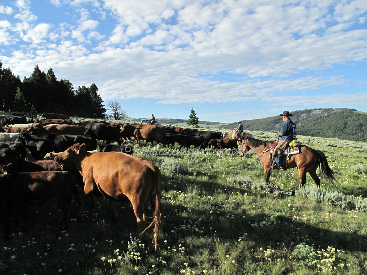 Moving cattle to high country in Montana